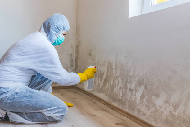 Licensed Basement Mold Remediation service in Sterling, IL - 24 Hour Mold Removal