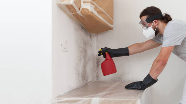 Professional Basement Mold Remediation technician working in Sterling, IL