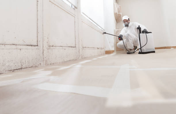 24/7 Emergency Basement Mold Remediation experts in Sterling, IL
