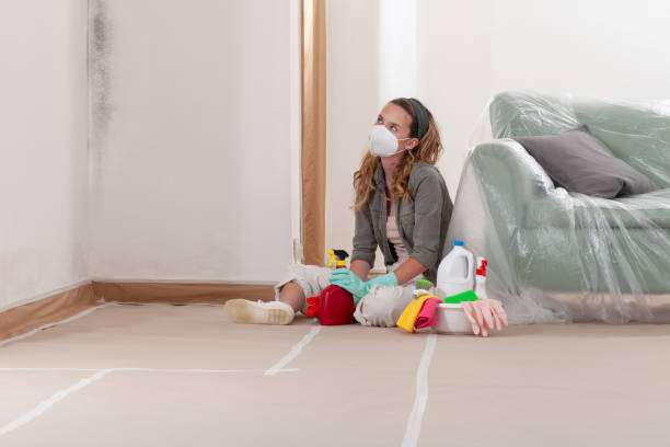 Reliable Basement Mold Remediation contractor in Sterling, IL by 24 Hour Mold Removal