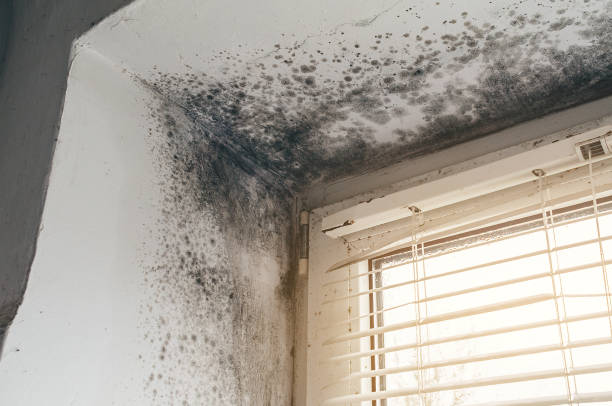 Affordable Basement Mold Remediation solutions in Sterling, IL